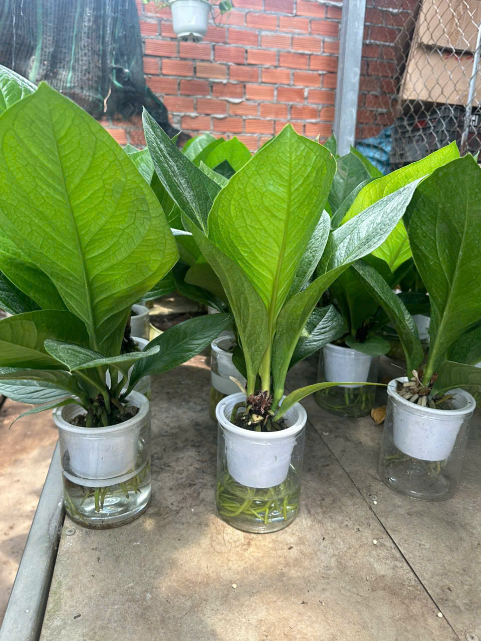 Cây Giáng Tiền – ANTHURIUM JENMANII ảnh 2