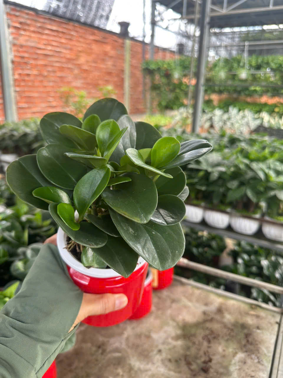Cây Trường Sinh ảnh 4