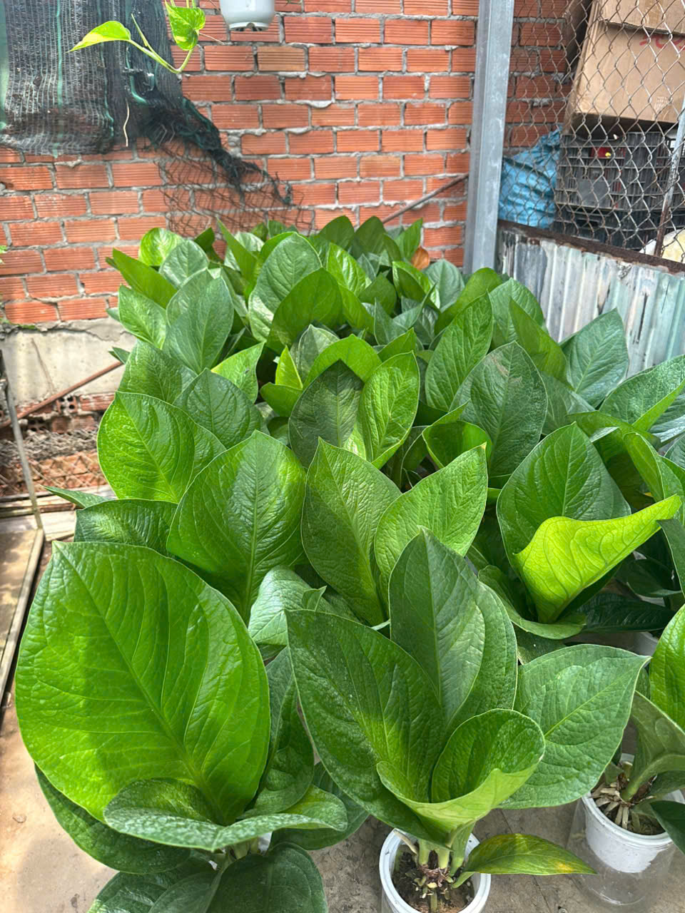 Cây Giáng Tiền – ANTHURIUM JENMANII ảnh 4