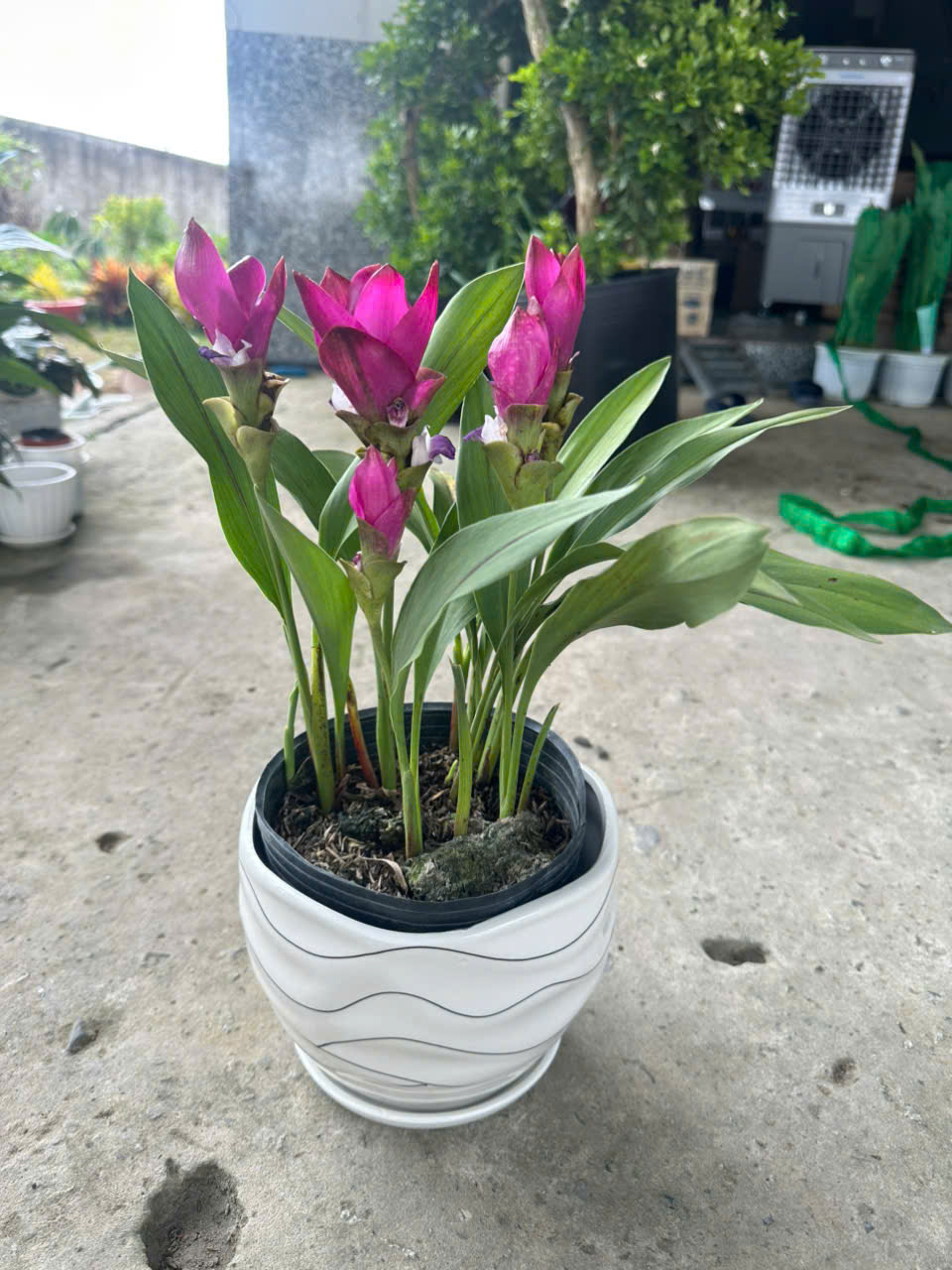 Cây Nghệ Sen ảnh 3