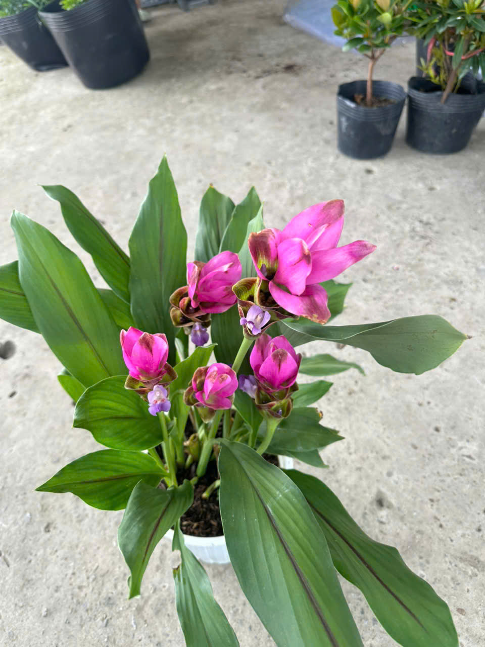 Cây Nghệ Sen ảnh 8