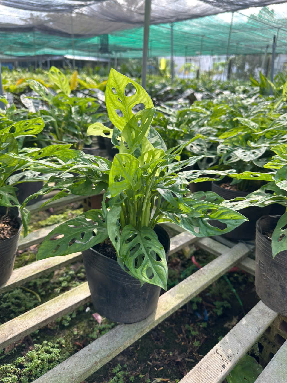 Cây Monstera Adansonii (Trầu Bà Lỗ) ảnh 6