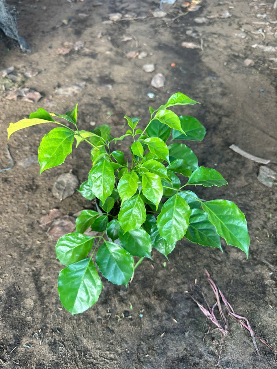 Cây Hạnh Phúc ảnh 5