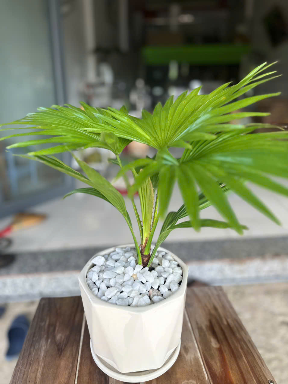 Cây Cọ Nhật ảnh 5