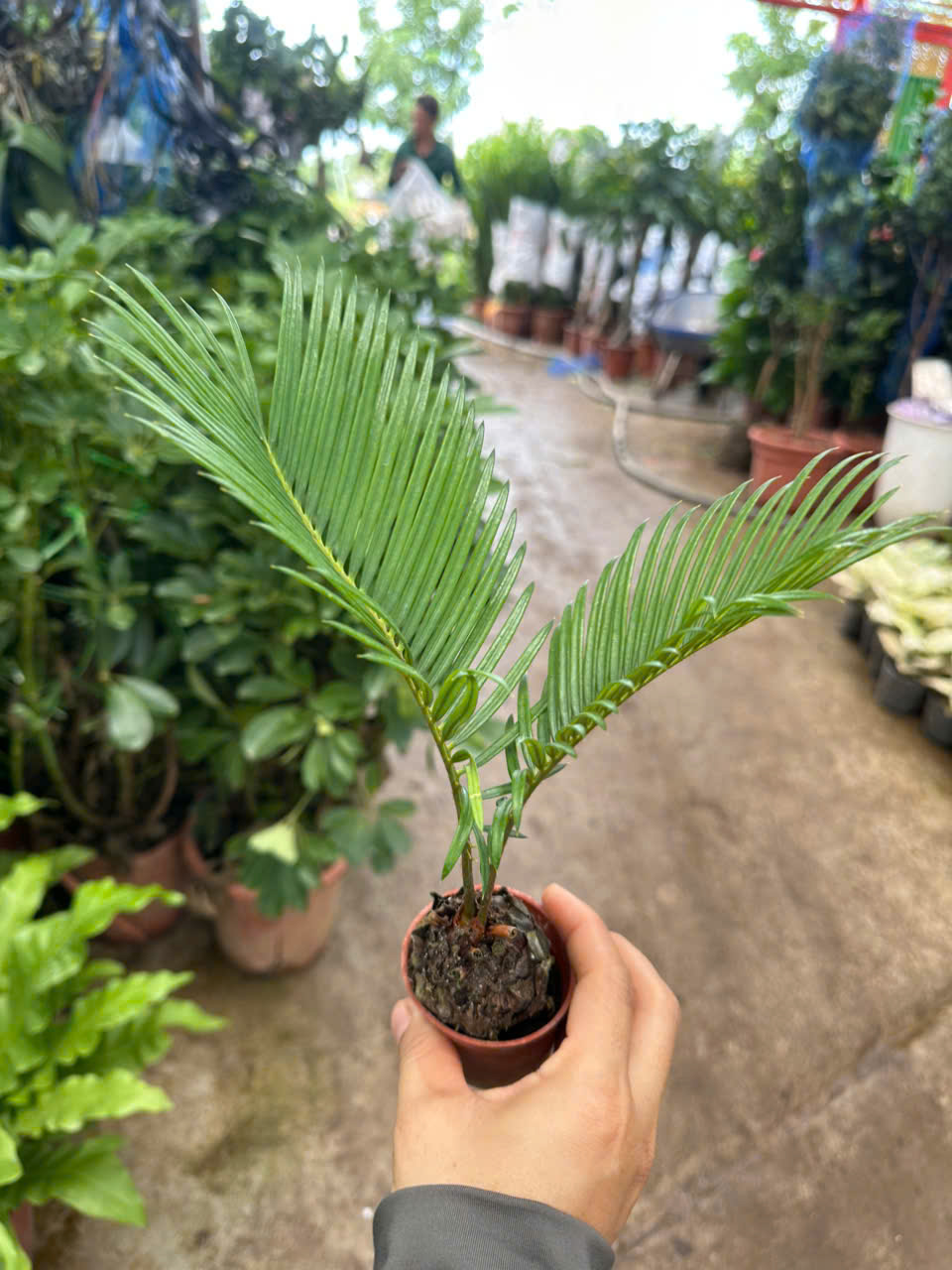 Cây Vạn Tuế Mini ảnh 2