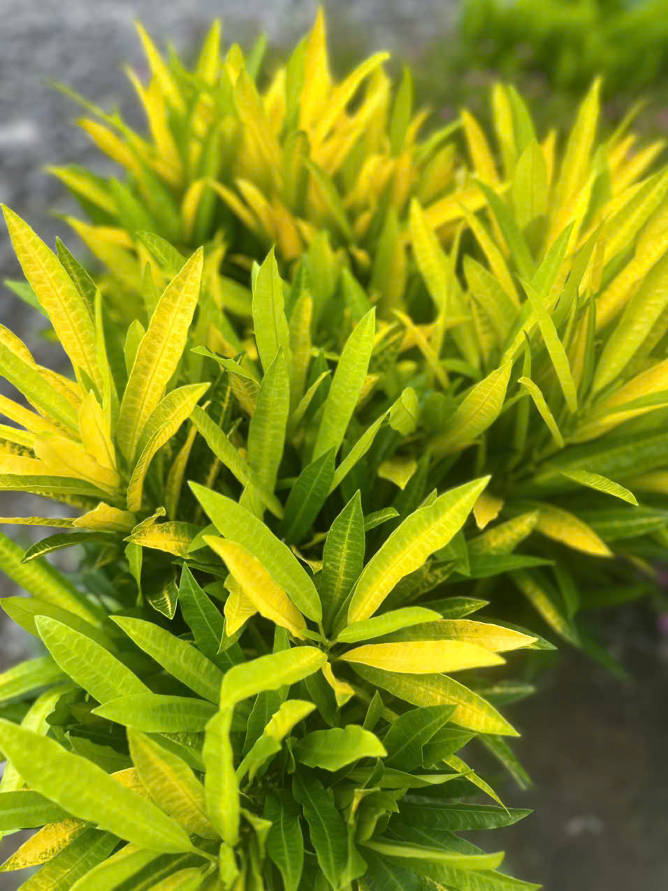 Cây Hoàng Kim ảnh 8