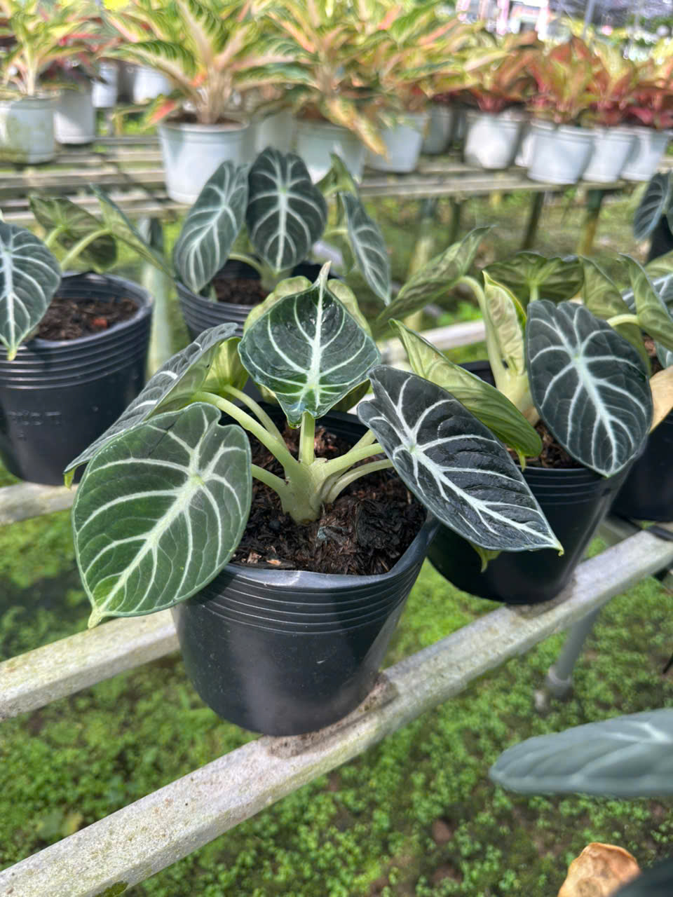 Cây Alocasia Black Velvet (Môn Nhung Đen) ảnh 2