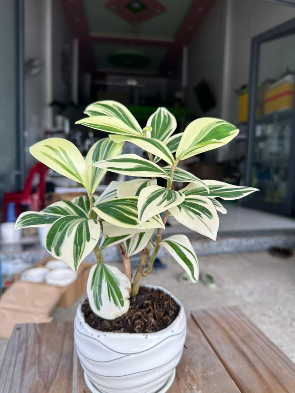Cây Chong Chóng Var ảnh 3