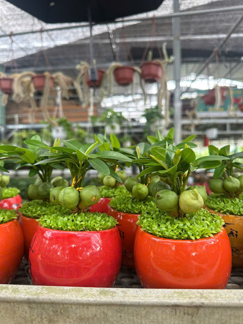 Cây May Mắn / Cây Tài Lộc ảnh 5