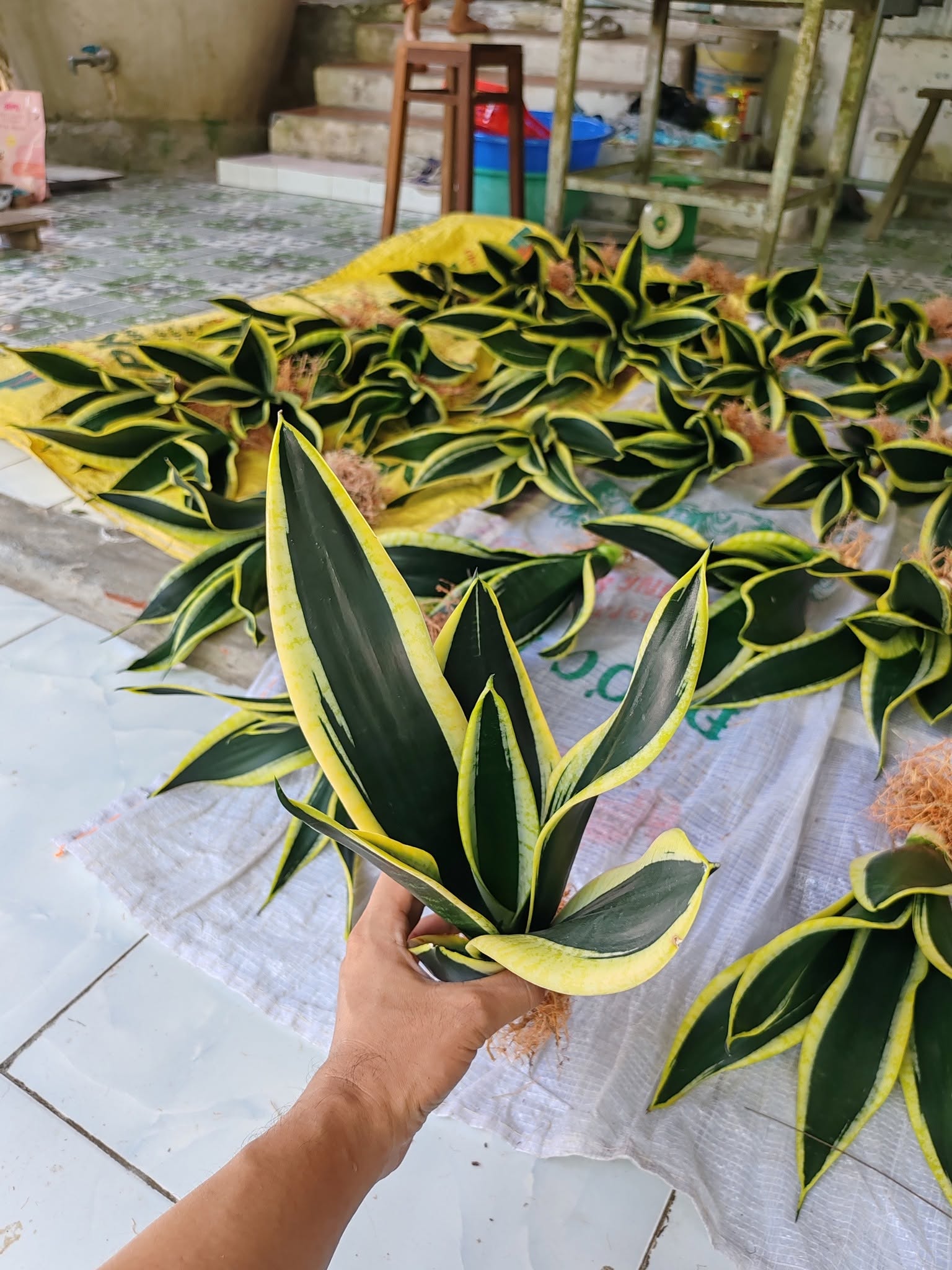 Cây Lưỡi Hổ Thái ảnh 4