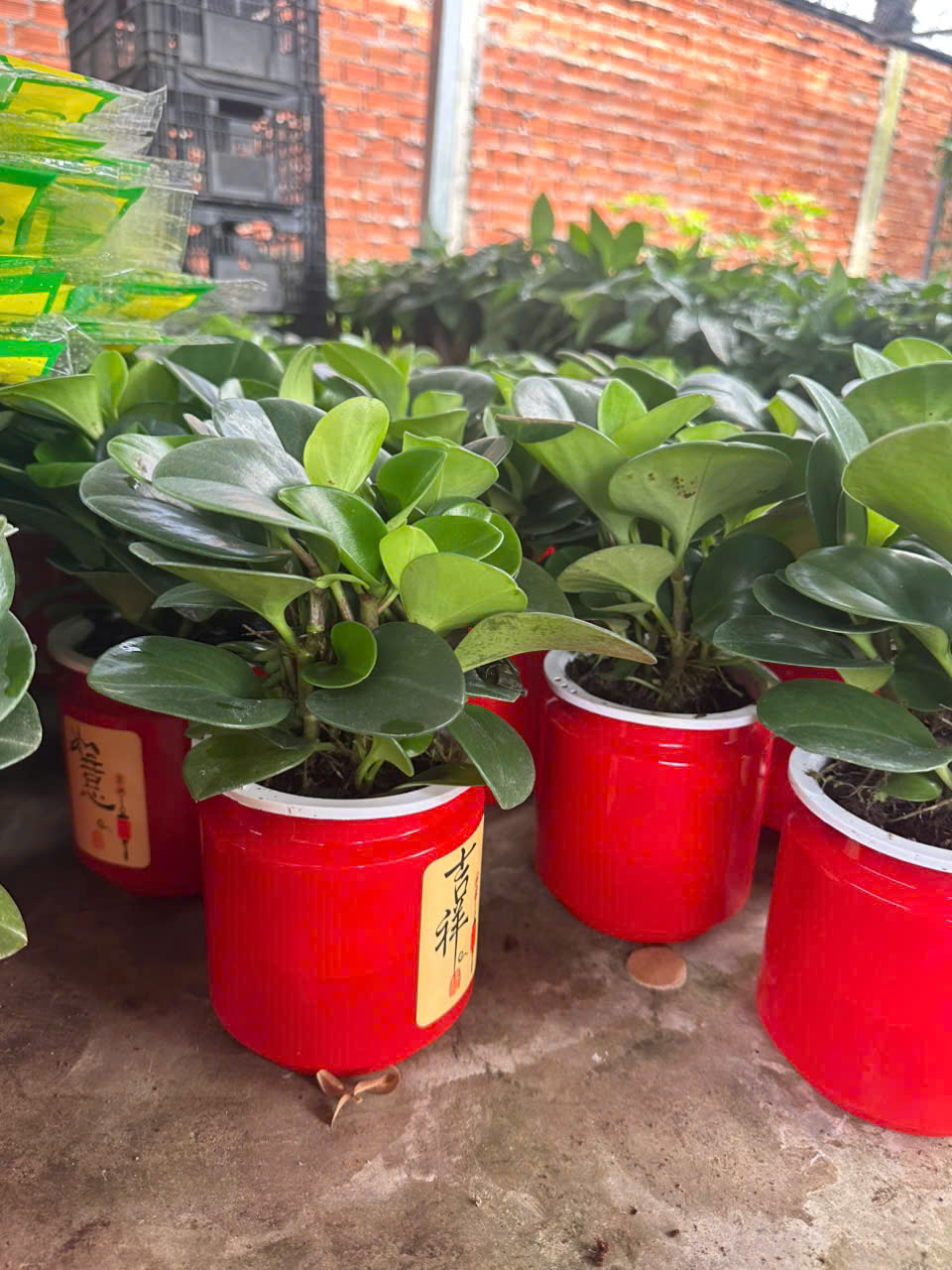 Cây Trường Sinh ảnh 6