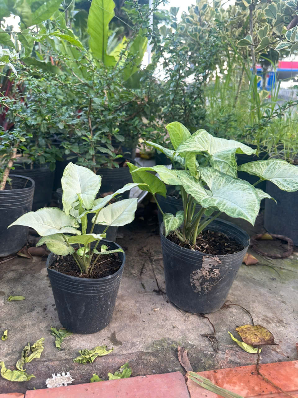 Trầu Bà Trắng ảnh 6