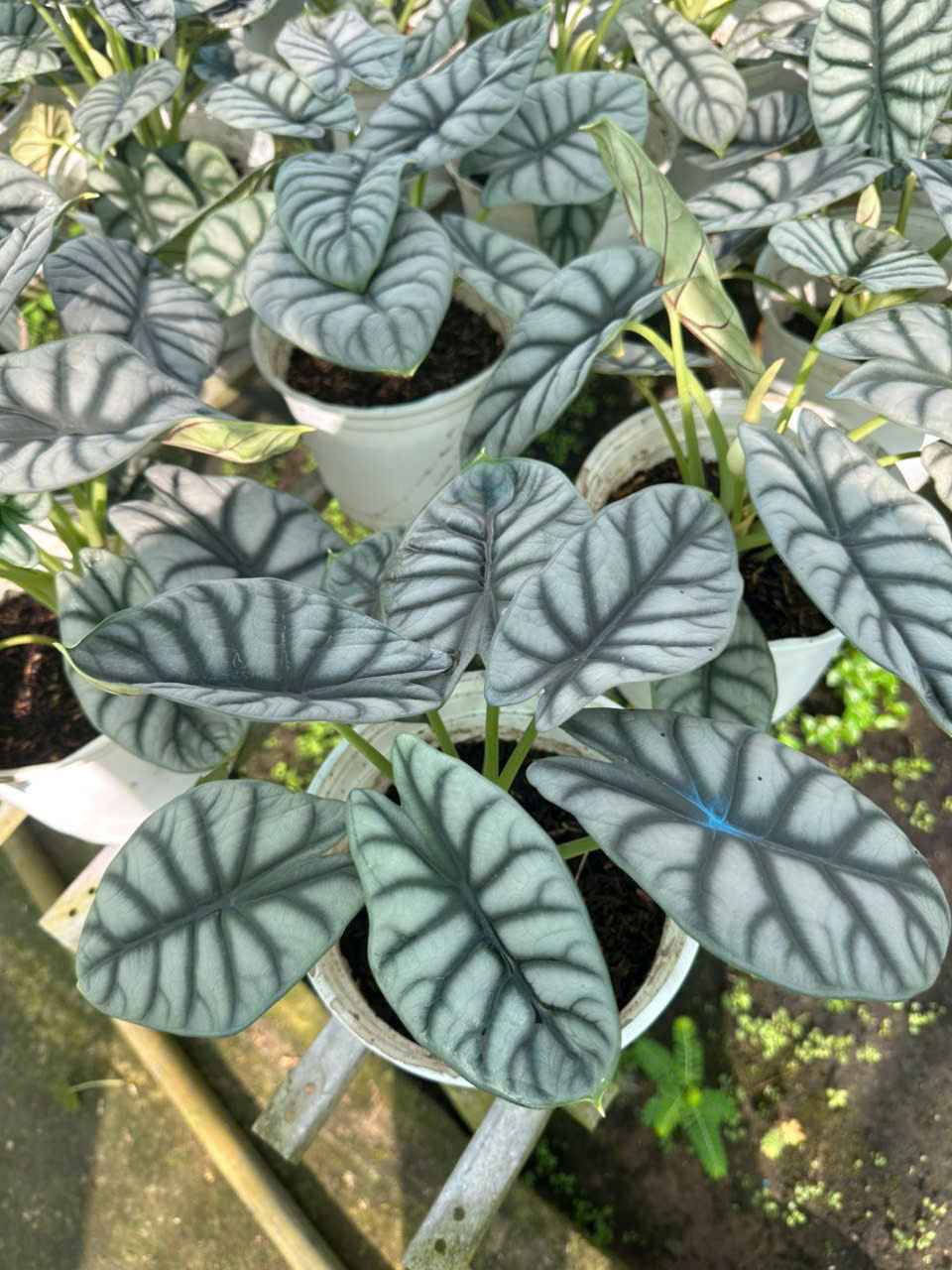 Cây Rồng Bạc ảnh 8