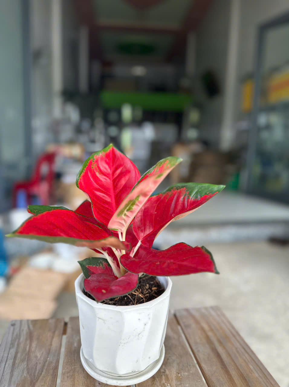 Cây Vạn Lộc Đỏ
