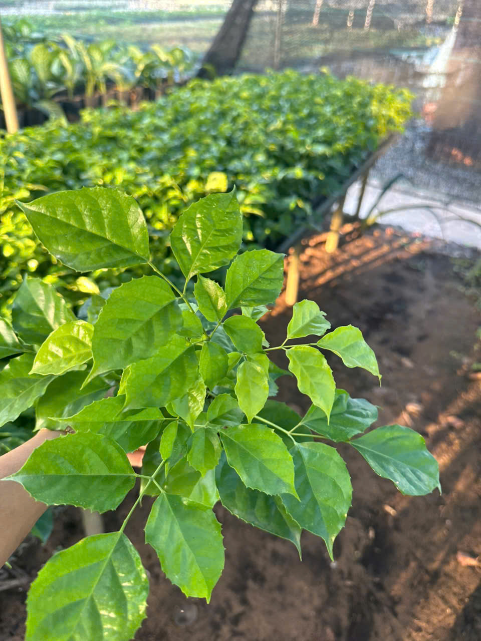 Cây Hạnh Phúc ảnh 9