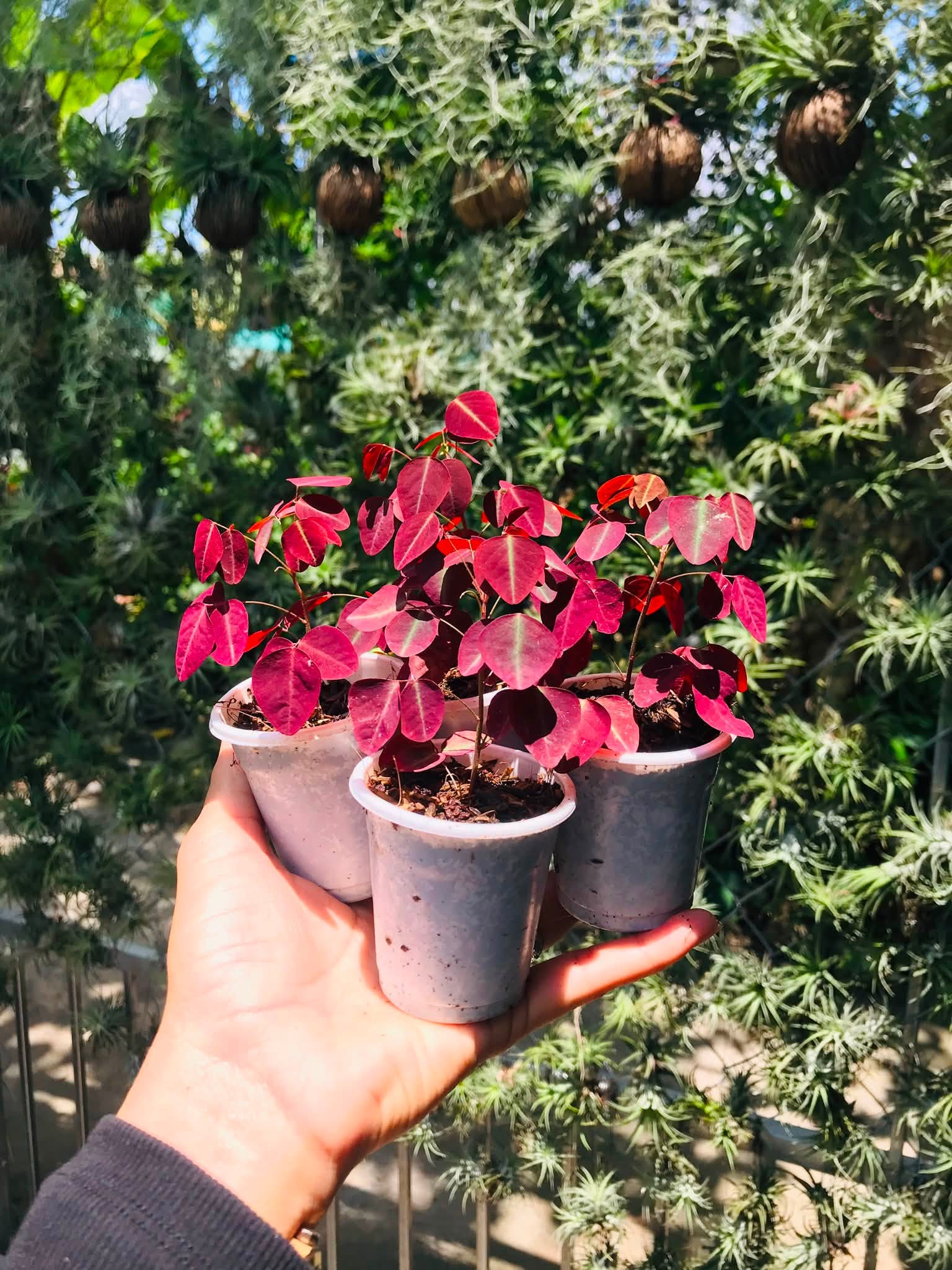 Cây Bướm Đêm Lá Đỏ (Oxalis) ảnh 2