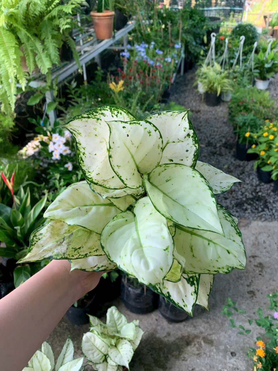 Cây Vạn Lộc Trắng ảnh 6