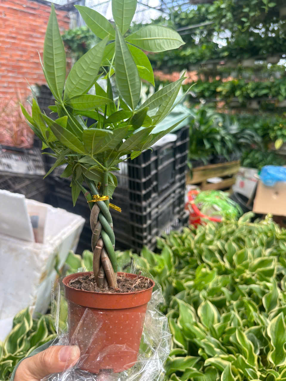 Cây Kim Ngân Bính ảnh 2