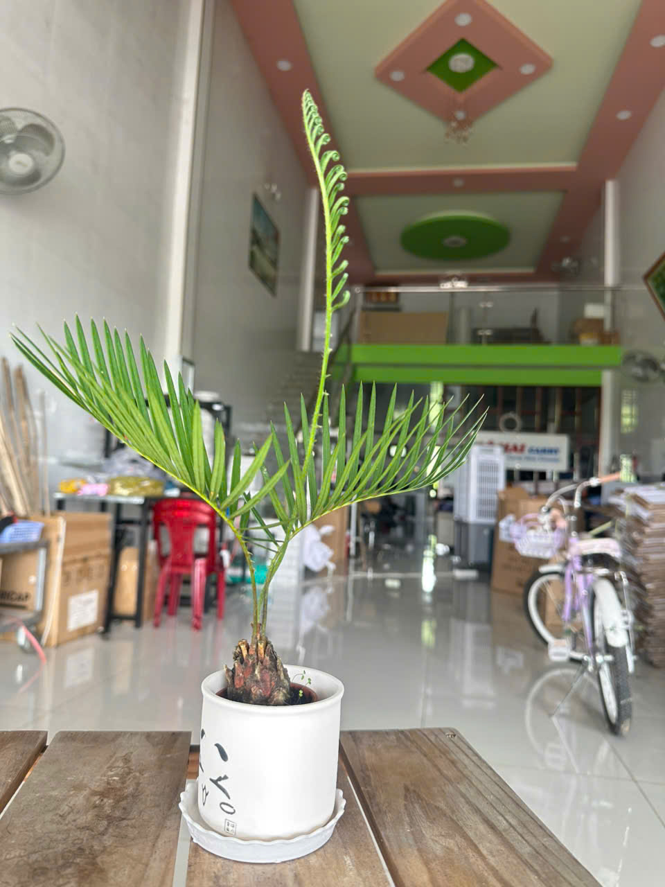 Cây Vạn Tuế Mini