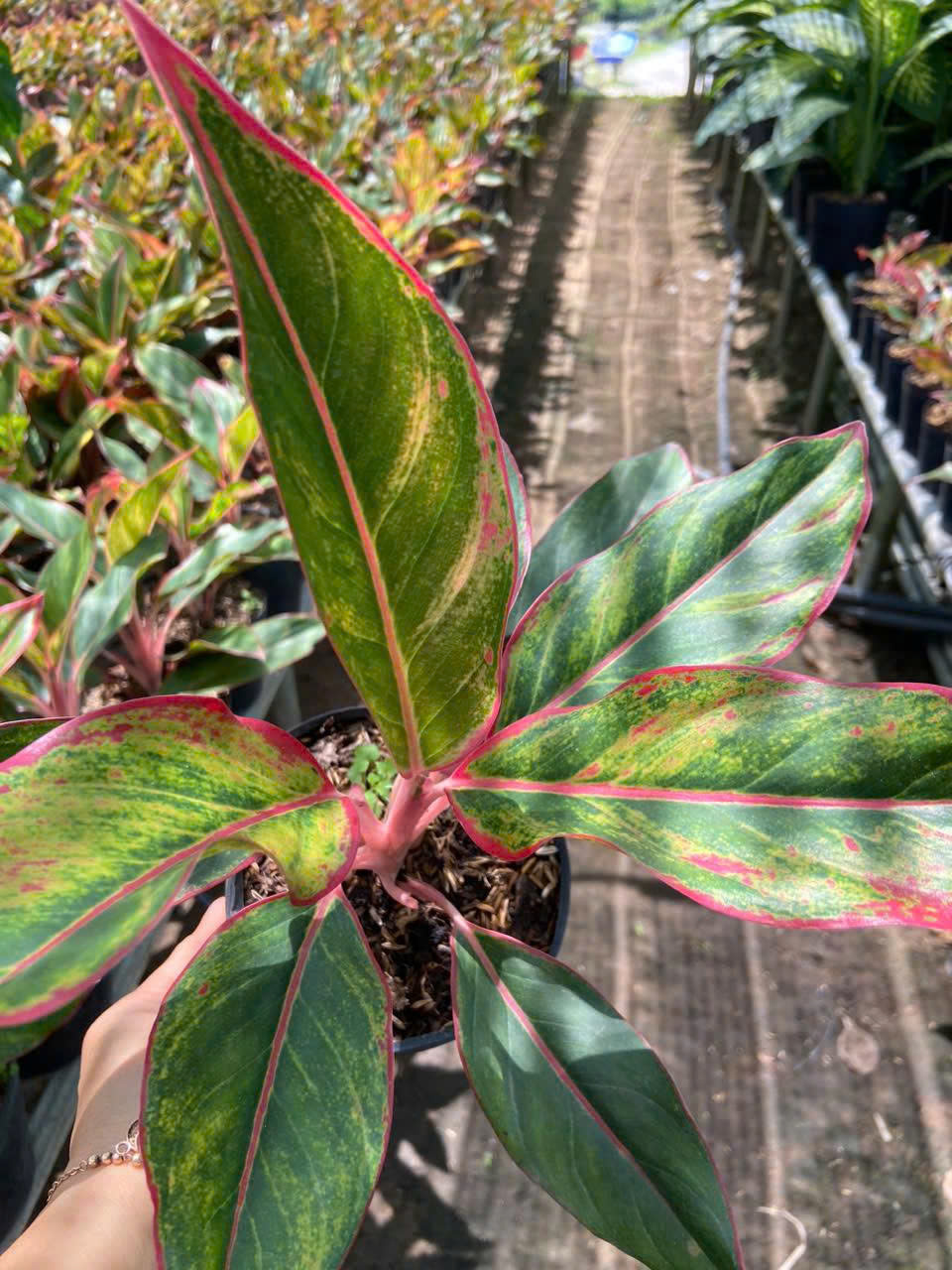 Cây Phú Quý ảnh 3
