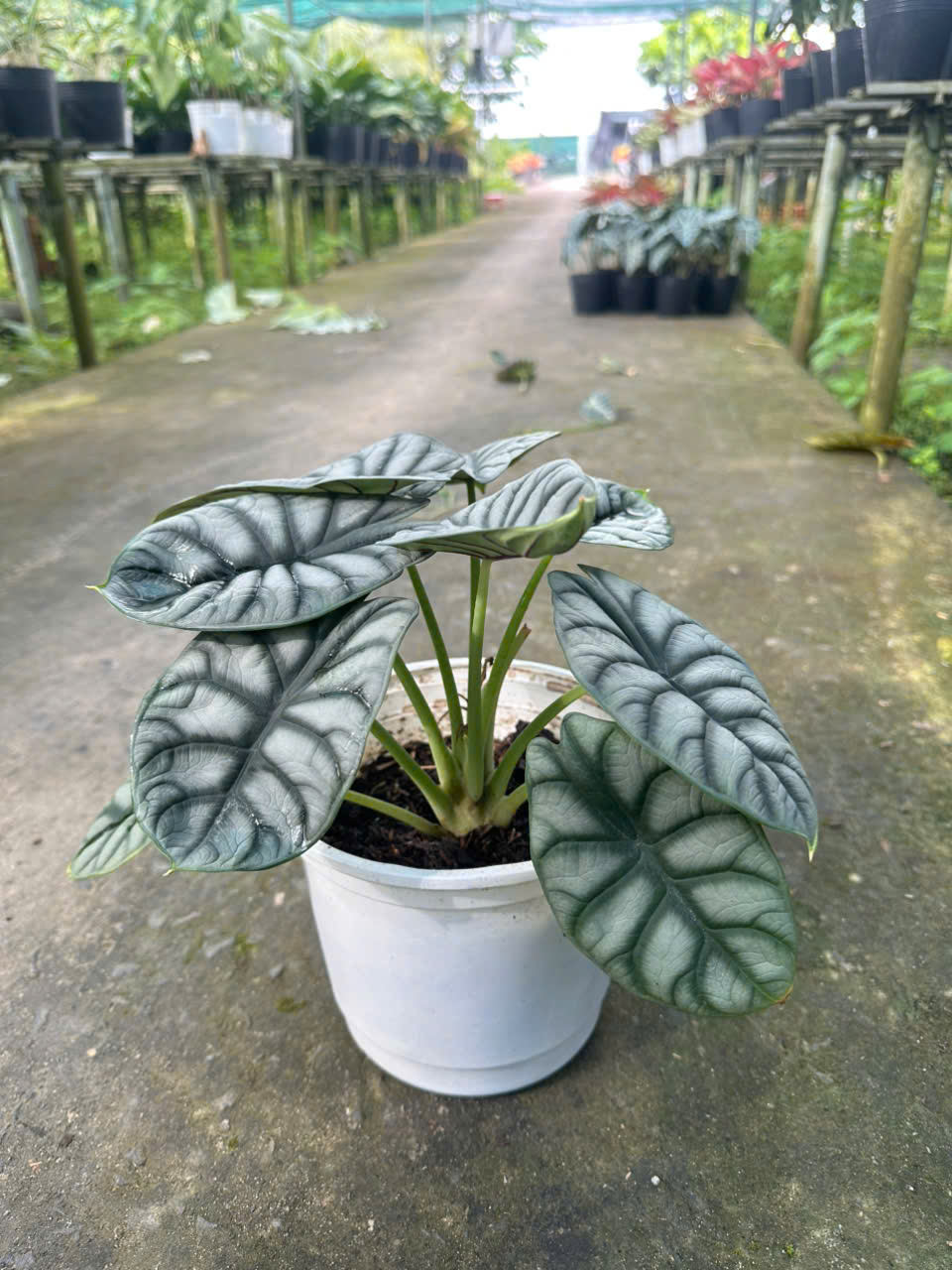 Cây Rồng Bạc ảnh 2