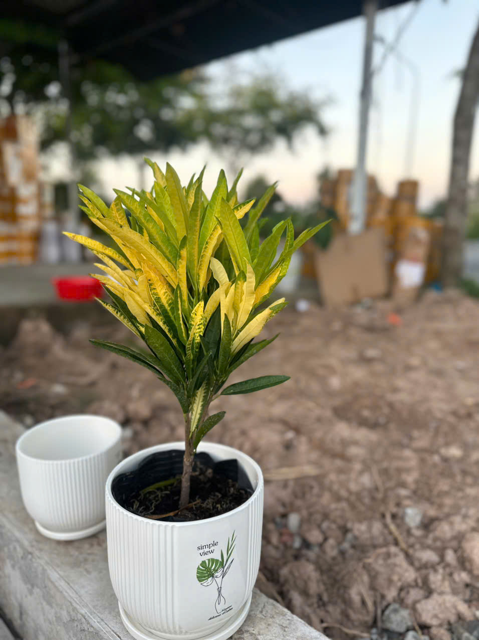 Cây Hoàng Kim ảnh 6