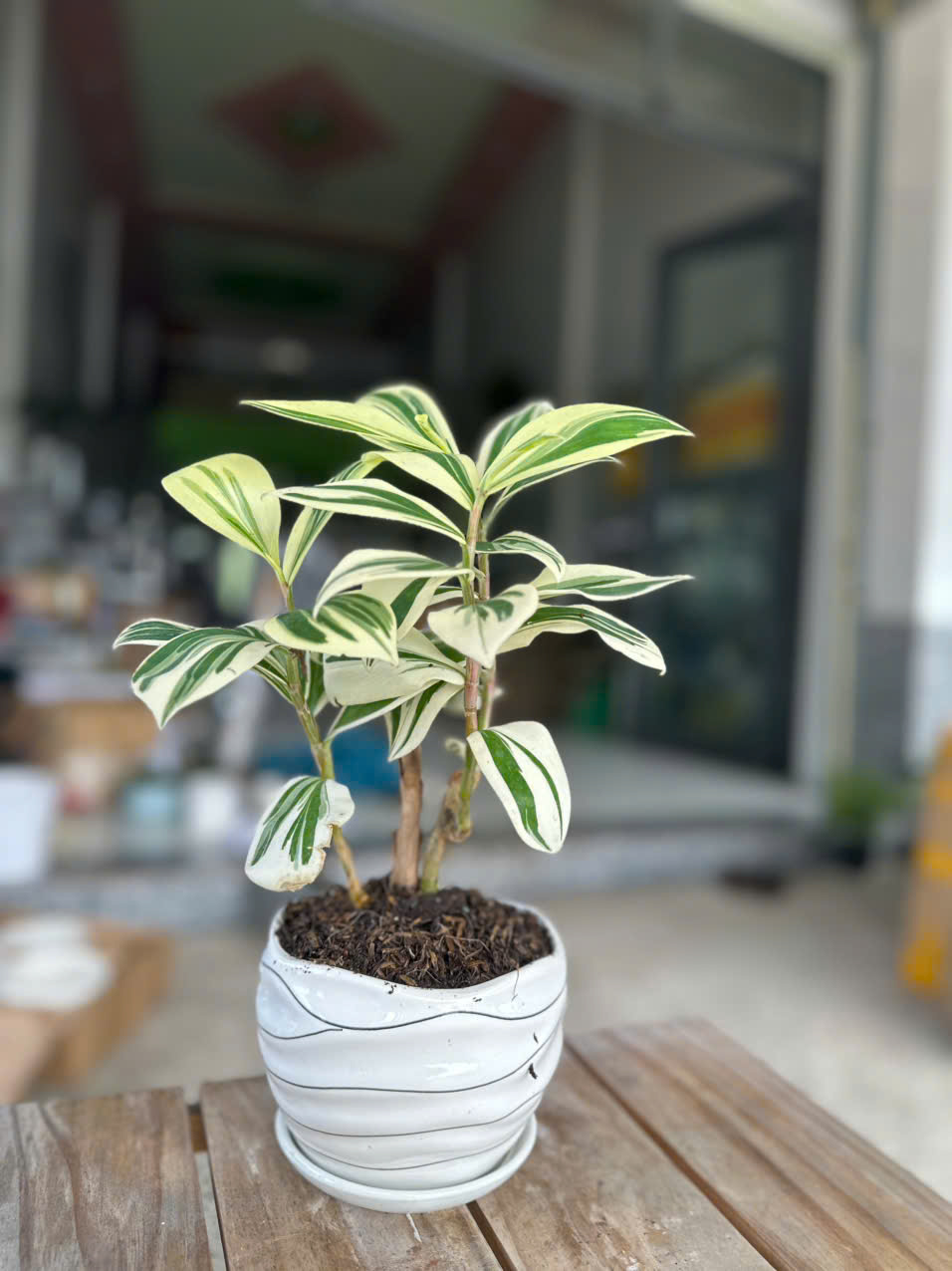 Cây Chong Chóng Var ảnh 6