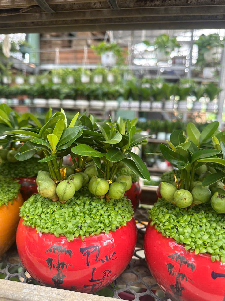 Cây May Mắn / Cây Tài Lộc ảnh 8